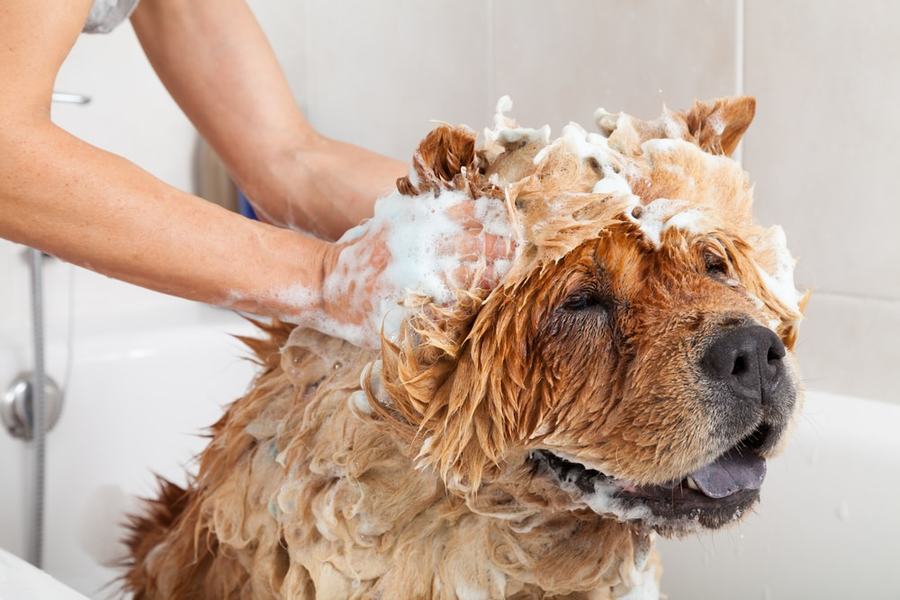 shampoo-perro