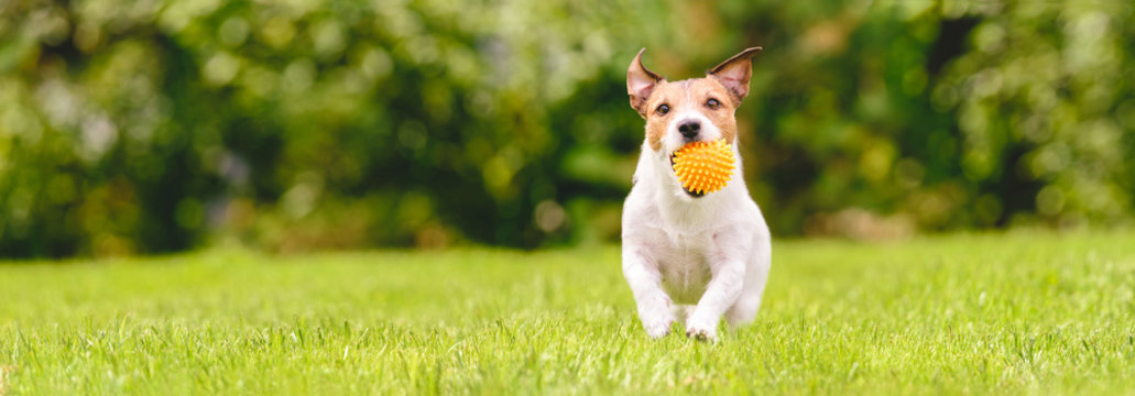 perro-pelota